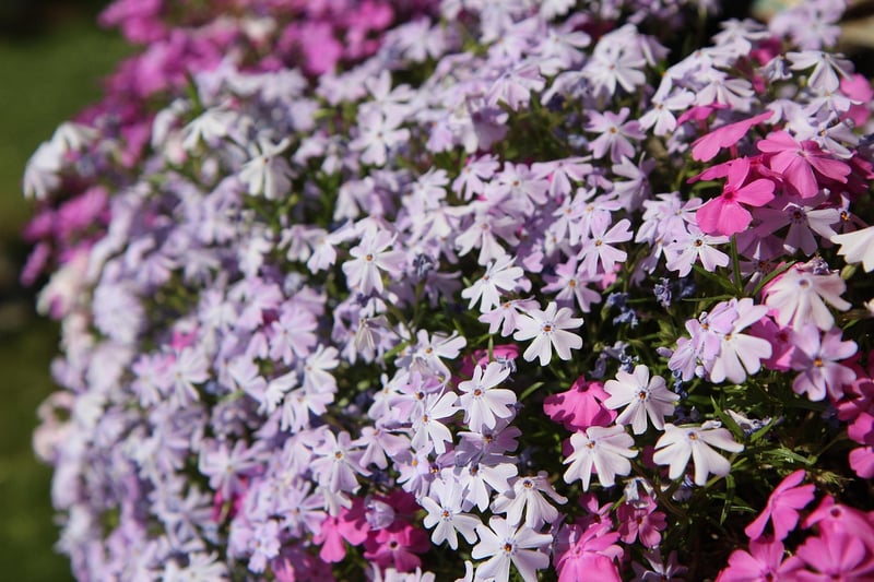 Planter Boxes