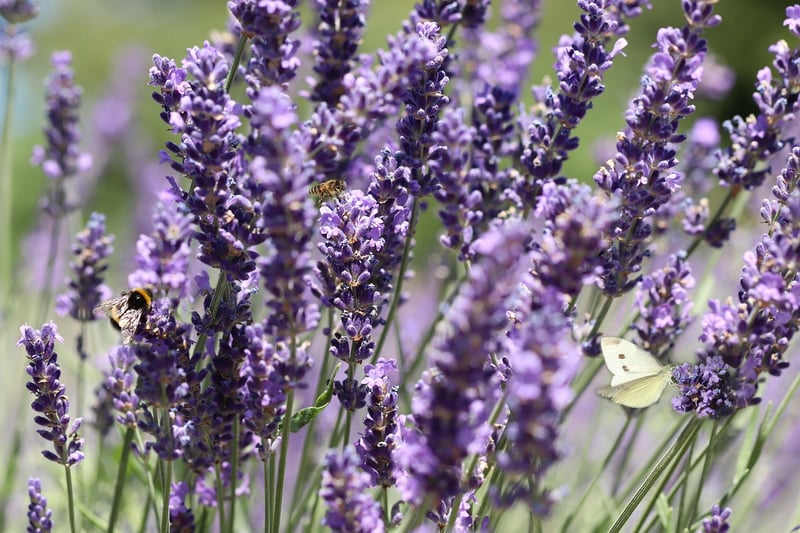 Garden with flowers, butterfly, and bee