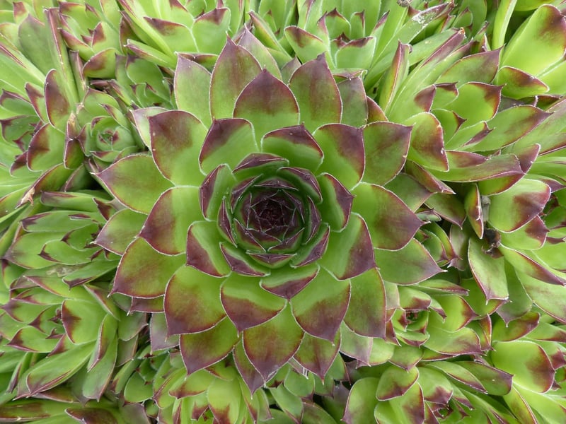 Sempervivum (Hens and Chicks)