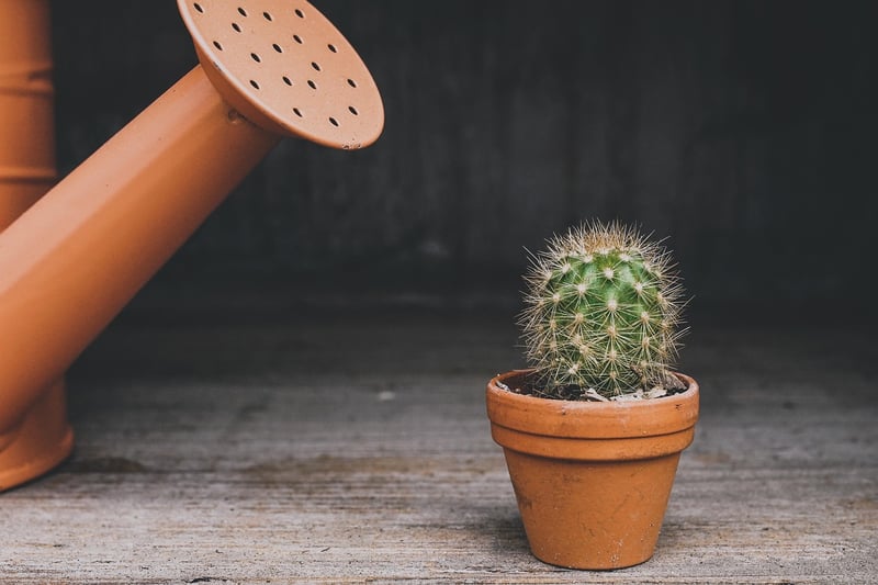 Houseplants